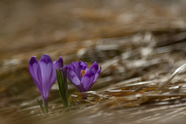 Vista de close-up magia florescendo flores da primavera crocus crescente fr Imagem De Stock