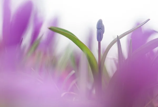 Gyönyörű makró fotó wildgrowing scilla lila színben — Stock Fotó