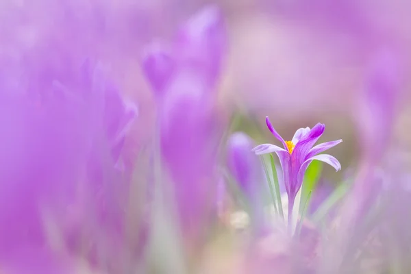 Vista de cerca mágico florecimiento flores de primavera cocodrilo creciente fr — Foto de Stock
