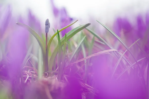 Красива макро фотографія дикої ростучої гойдалки в фіолетових кольорах — стокове фото