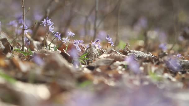 Florecientes flores de primavera en la naturaleza — Vídeo de stock