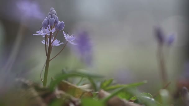 Kvetoucí jarní květiny v přírodě — Stock video