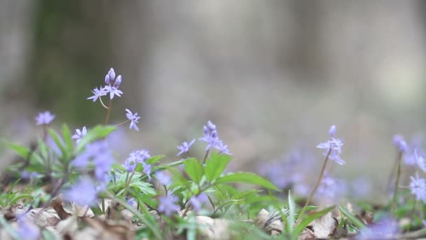 Bloeiende lente bloemen in de natuur — Stockvideo