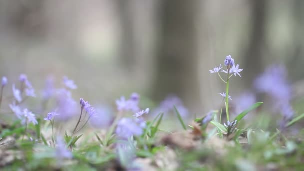 Floraison des fleurs printanières dans la nature — Video