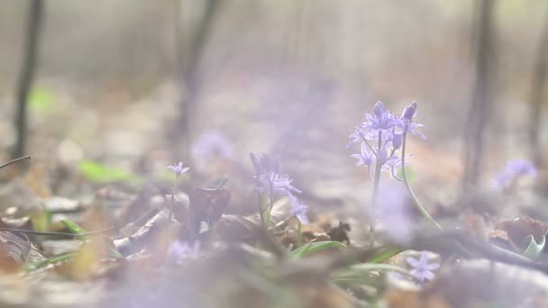 Florecientes flores de primavera en la naturaleza — Vídeo de stock