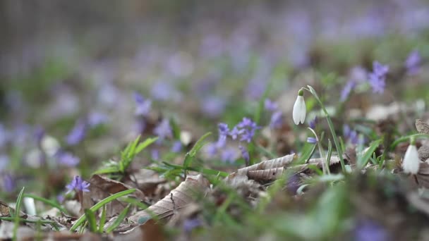 Florecientes flores de primavera en la naturaleza — Vídeo de stock