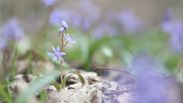 Bloeiende lente bloemen in de natuur — Stockvideo