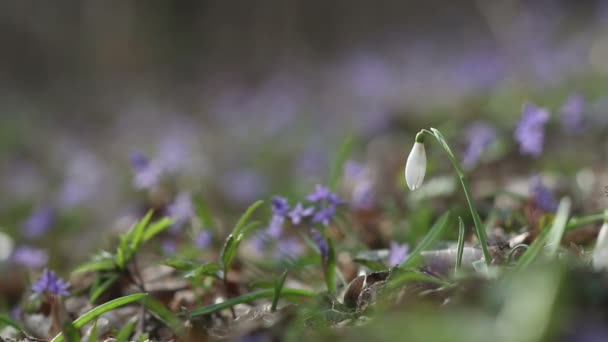 Bloeiende lente bloemen in de natuur — Stockvideo