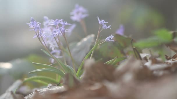 Florecientes flores de primavera en la naturaleza — Vídeos de Stock