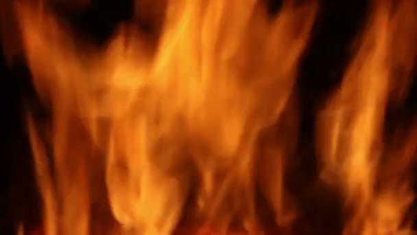 Požár dřevěného uhlí na černém pozadí — Stock video