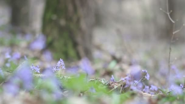 Ανθίζοντας άνοιξη λουλούδια στη φύση — Αρχείο Βίντεο