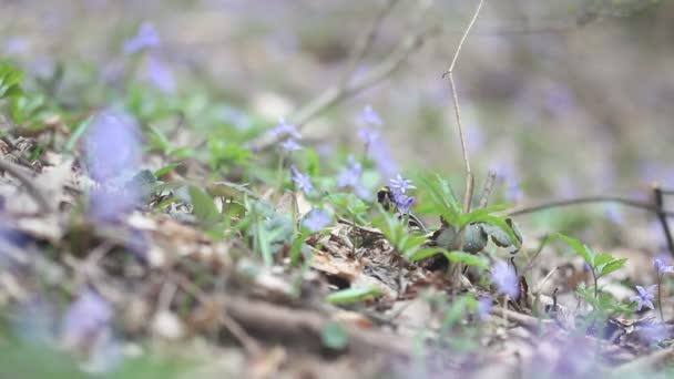Blühende Frühlingsblumen in der Natur — Stockvideo