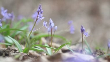 Doğada çiçek açan bahar çiçekleri