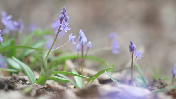 Floraison des fleurs printanières dans la nature — Video