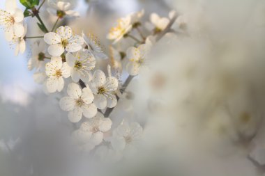 Kiraz çiçeği ağaç bahar