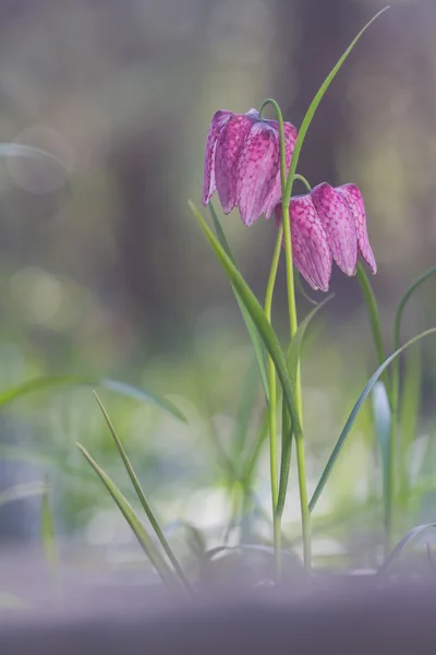 Vista de flores florecientes de fritillaria meleagrisin en la naturaleza — Foto de Stock