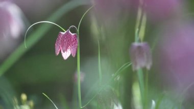Fritillaria destek çiçek açan çiçekler görünümünü