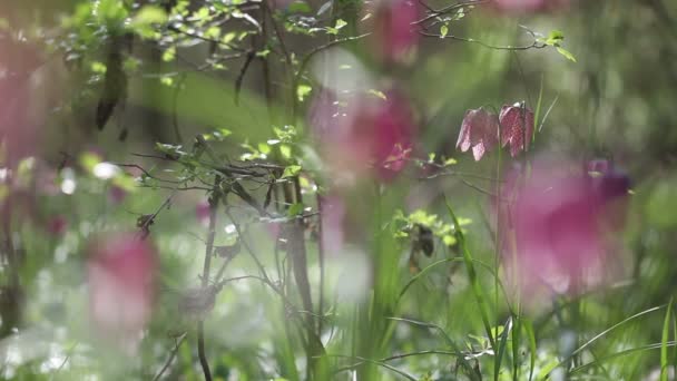 Blick auf blühende Blumen von fritillaria meleagris — Stockvideo