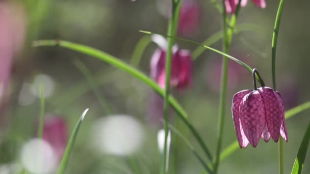 Vista de flores florecientes de fritillaria meleagris — Vídeos de Stock