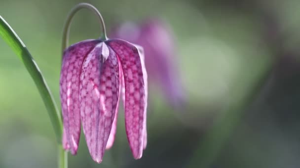 Vista di fiori fioriti di fritillaria meleagris — Video Stock