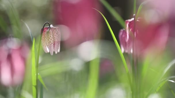 Visa av blommande blommor av fritillaria meleagris — Stockvideo