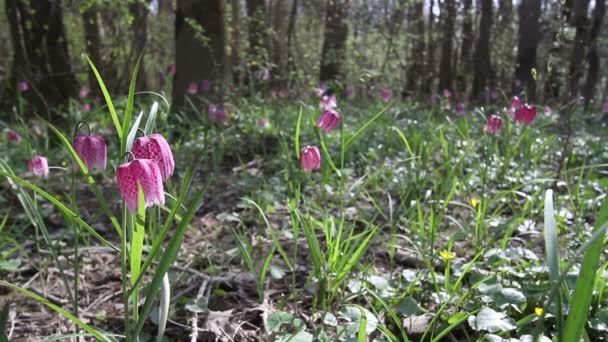 Vue des fleurs fleuries de fritillaria meleagris — Video