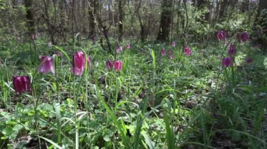 Fritillaria destek çiçek açan çiçekler görünümünü
