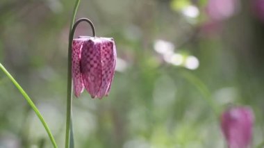 Fritillaria destek çiçek açan çiçekler görünümünü