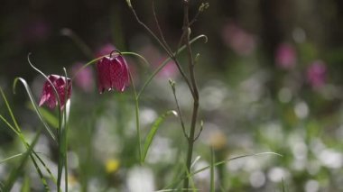 Fritillaria destek çiçek açan çiçekler görünümünü