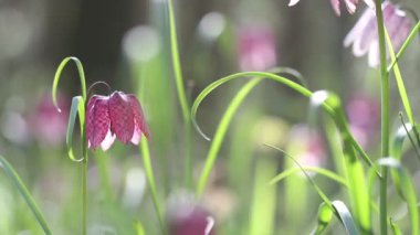 Fritillaria destek çiçek açan çiçekler görünümünü