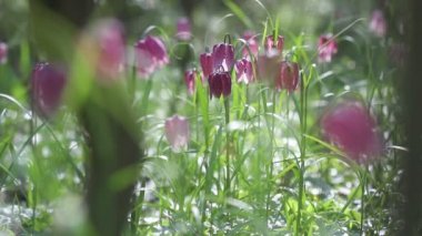 Fritillaria destek çiçek açan çiçekler görünümünü