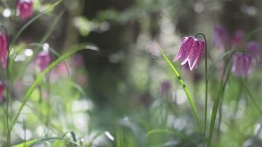 Fritillaria destek çiçek açan çiçekler görünümünü