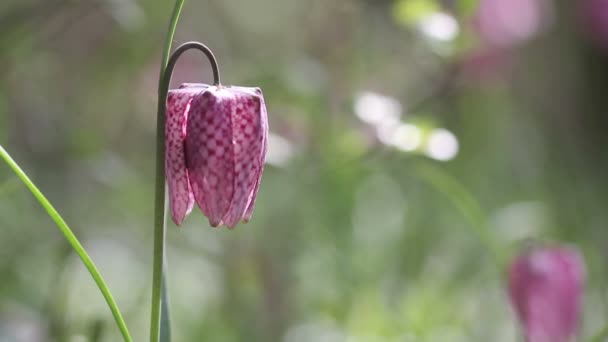 Θέα από ανθισμένα λουλούδια της fritillaria Μελεαγρίς — Αρχείο Βίντεο