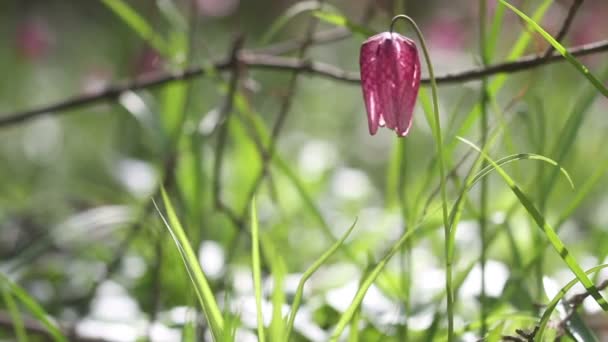 Вид на цветущие цветки фритилларии меловой — стоковое видео