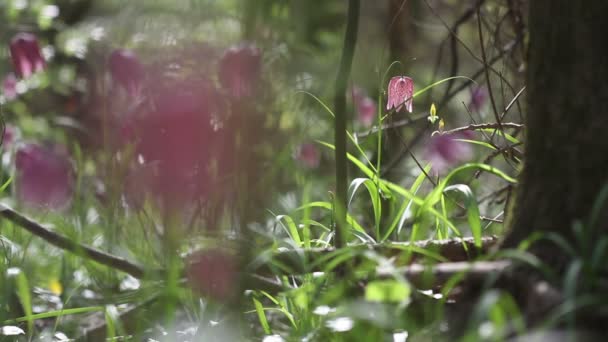 Blick auf blühende Blumen von fritillaria meleagris — Stockvideo