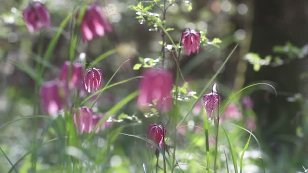 Visa av blommande blommor av fritillaria meleagris — Stockvideo