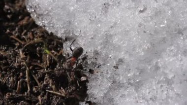 Bahar, karıncalar karınca yuvası üzerinde