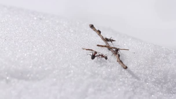 Mravenci na jaře na mraveništi