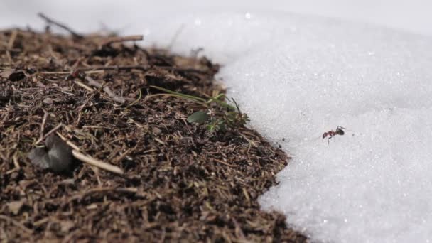 Mravenci na jaře na mraveništi