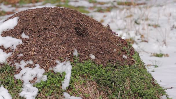 Муравьи весной на муравейнике — стоковое видео