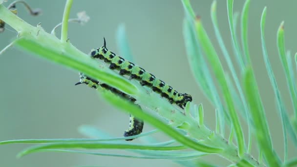 Petites chenilles mangeant des feuilles — Video