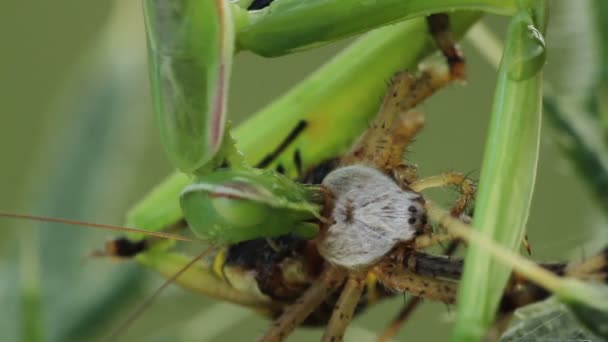 Mantis їдять павук — стокове відео