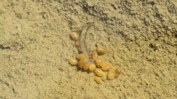 Pequenos necrófagos comendo uma larva de mosquito — Vídeo de Stock