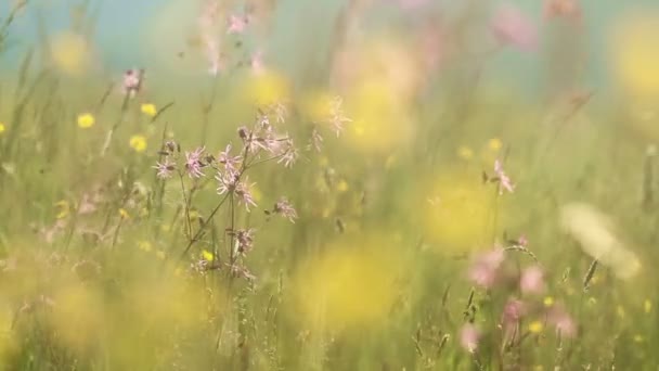 Zomer bloemen — Stockvideo