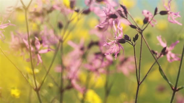 Летние цветы — стоковое видео