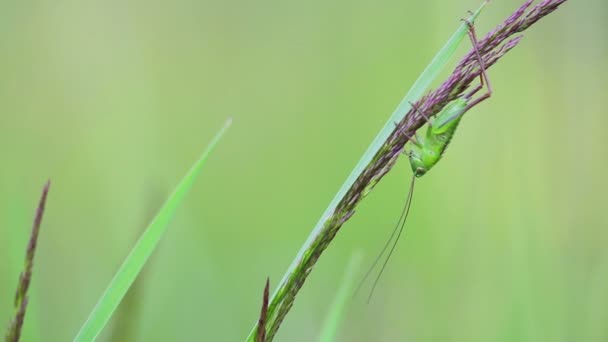 Heuschrecke im Gras — Stockvideo