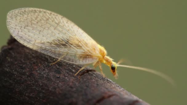 Chrysoperla auf dem Baum — Stockvideo