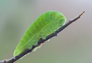 groene rups in de natuur