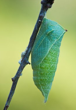 Kelebek koza doğada