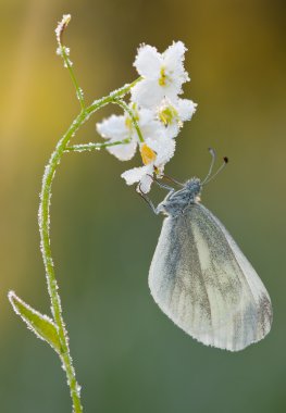 Kelebek Pieris rapae guguk kuşu-çiçek 